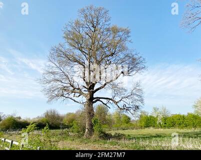 QUERCIA INGLESE Quercus robur nel mese di aprile. Foto: Tony Gale Foto Stock