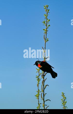 Red Winged Blackbird on willow, , Iona Beach Regional Park, Richmond, British Columbia, Canada Foto Stock