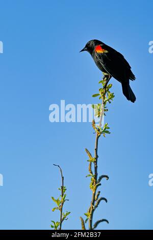 Red Winged Blackbird on willow, , Iona Beach Regional Park, Richmond, British Columbia, Canada Foto Stock
