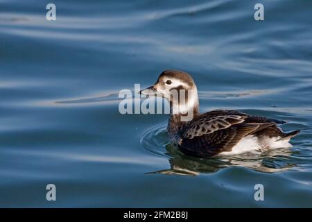 Un anatra femminile a coda lunga, Clangula hyemalis, in acque calme Foto Stock