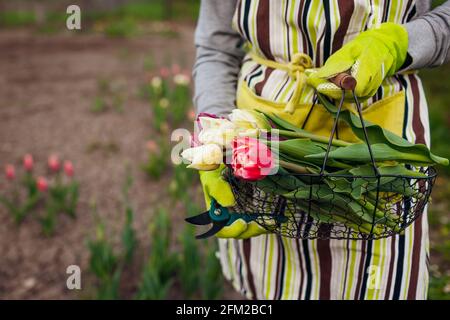 Tulipani freschi raccolti in cesto di metallo nel giardino primaverile. Donna giardiniere tiene fiori indossando guanti e grembiule Foto Stock