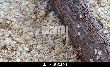 Un tronco di legno marrone con segatura e piccoli frammenti di legno intorno. Foto Stock