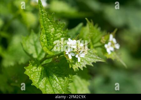 Alliaria petiolata, aglio senape fiori bianchi primavera closeup fuoco selettivo Foto Stock