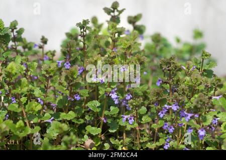 Glechoma hederacea, edera macinato, fiori alehoof closeup fuoco selettivo Foto Stock