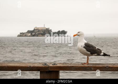 Seagull di fronte alla famigerata isola di Alcatraz, San Francisco, California - Stati Uniti d'America aka USA Foto Stock