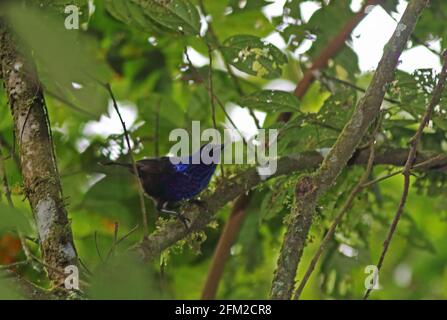 Luccicante tordo (Myophonus melanurus) maschio adulto arroccato sul ramo Kerinci Seblat NP, Sumatra, Indonesia Giugno Foto Stock