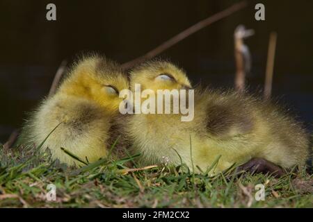 Holmfirth, Yorkshire, Regno Unito, 05 maggio 2021. Goslings (Canada Goose) gode di un pisolino al sole dopo la recente pioggia pesante vicino Holmfirth, Yorkshire. RASQ Photography/Alamy Live News Foto Stock