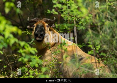 Golden Takin nella Riserva Naturale Nazionale di Tangjiahe Foto Stock