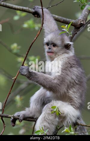 Yunnan o Scimmia dal naso nero vivono in alta quota a Yunnan, in Cina Foto Stock