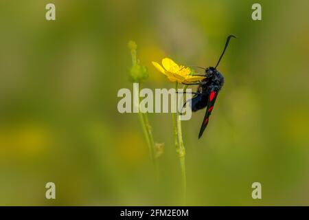 Five-Spot Burnett (Zygaena trifolii) su un fiore giallo Foto Stock