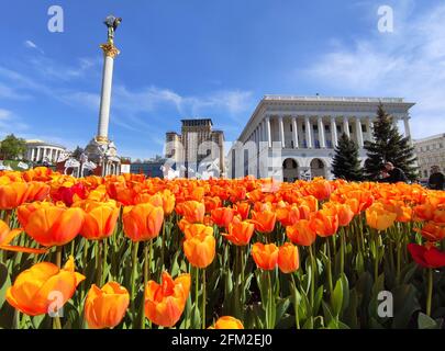 KIEV, UCRAINA - 05 MAGGIO 2021 - un letto di fiori di tulipani fioriti è visto in Piazza Maidan Nezalezhnosti, Kiev, capitale dell'Ucraina Foto Stock