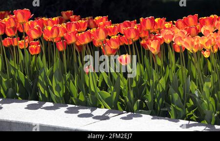 KIEV, UCRAINA - 05 MAGGIO 2021 - un letto di fiori di tulipani fioriti è visto in Piazza Maidan Nezalezhnosti, Kiev, capitale dell'Ucraina Foto Stock