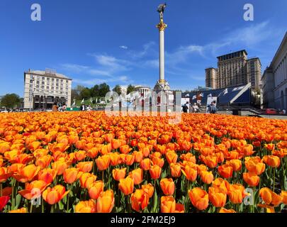 KIEV, UCRAINA - 05 MAGGIO 2021 - un letto di fiori di tulipani fioriti è visto in Piazza Maidan Nezalezhnosti, Kiev, capitale dell'Ucraina Foto Stock