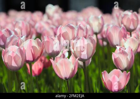 KIEV, UCRAINA - 05 MAGGIO 2021 - i tulipani fioriscono in Piazza Maidan Nezalezhnosti, Kiev, capitale dell'Ucraina Foto Stock