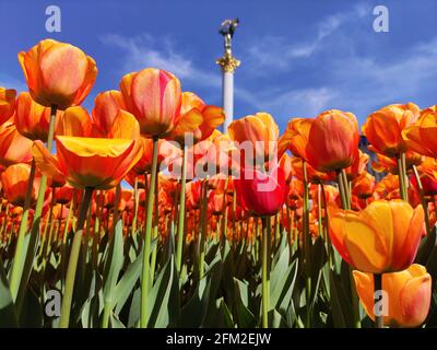 KIEV, UCRAINA - 05 MAGGIO 2021 - i tulipani fioriscono in Piazza Maidan Nezalezhnosti, Kiev, capitale dell'Ucraina Foto Stock