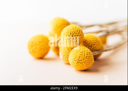 Craspedia globosa fiori secchi Foto Stock