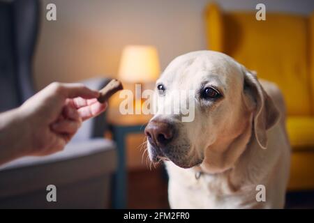 Uomo con il suo cane allegro a casa. Labrador Retriver Watching da parte del proprietario di animali domestici. Foto Stock