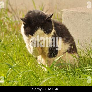 Cat leccando la sua pelliccia nell'erba, pulizia, lavaggio. Foto Stock