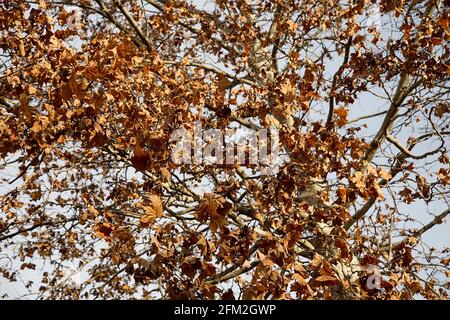 Albero piano autunnale. Albero piano coperto di foglie gialle. Foto Stock