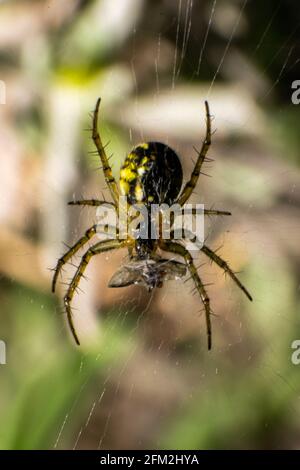 Mangora acalypha ragno trovato in Europa mangiare la sua preda o insetto cattura sul web ragno. Foto Stock