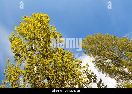 Pioppo nero Populus nigra alberi basso angolo vista in primavera con foglie fresche, Sopron, Ungheria Foto Stock