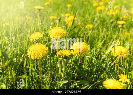 Fordelioni (Taraxacum officinale) in erba. Prato primaverile in fiore al sole del mattino. Pianta medicinale. Foto Stock
