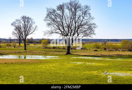 Vista panoramica delle prime sorgenti delle zone umide della valle del fiume Narew e. Riserva naturale nel villaggio Laskowiec vicino Wizna in Podlaskie voivodato In Polonia Foto Stock