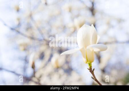 Bella magnolia sangue fiore albero in primavera Foto Stock