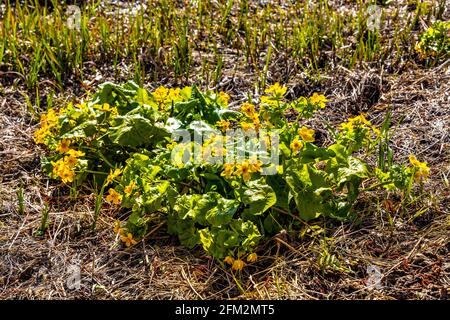 Fiori di palude, latino Caltha; palustris, in piena fioritura sulle zone umide del fiume Biebrza durante la stagione primaverile nella regione di Podlasie in Polonia Foto Stock