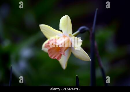 Narcissus Blushing Lady, Narcissus Jonquilla Blushing Lady, fiori gialli morbidi, coppe rosa salmone, giallo e salmone fiori rosa, fiore, fioritura, narciss Foto Stock