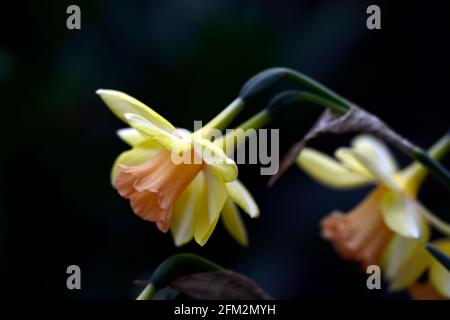 Narcissus Blushing Lady, Narcissus Jonquilla Blushing Lady, fiori gialli morbidi, coppe rosa salmone, giallo e salmone fiori rosa, fiore, fioritura, narciss Foto Stock