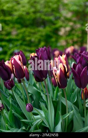 Tulip Slawa, Tulipa Muvota, Tulipa Havran, Tulipa Black Hero, tulipani viola scuro, tulipani viola e rame arancio, visualizzazione mista di tulipani, display, squillare in th Foto Stock