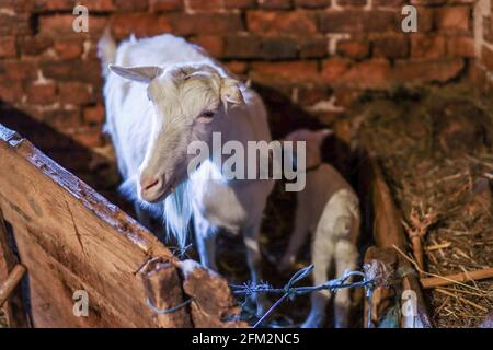 Carino madre di capra bianca e bambini sulla stalla di fattoria. Concetto animale domestico Foto Stock