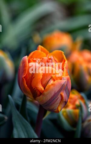 tulipa principessa arancione, doppia forma di Tulipa principessa Irene, doppio tulipano tardivo, arancione petali fiammato granato rosso, tulipano fiorito peony, tulipani, primavera in t Foto Stock