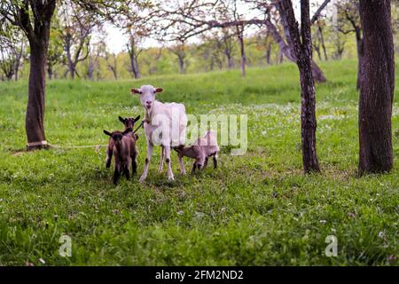 Madre di capra bianca e tre bambini marroni che mangiano su un prato il giorno di sole di primavera in un villaggio. Concetto animale domestico Foto Stock