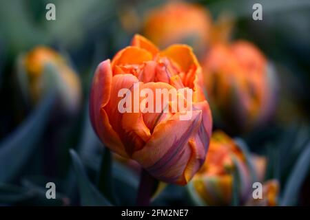 tulipa principessa arancione, doppia forma di Tulipa principessa Irene, doppio tulipano tardivo, arancione petali fiammato granato rosso, tulipano fiorito peony, tulipani, primavera in t Foto Stock