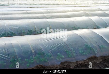 Cespugli di patate in una piantagione di fattoria coperta sotto filari di tunnel di pellicola di plastica agricola. Creare un effetto serra. Climatizzazione su campo agricolo. GRO Foto Stock