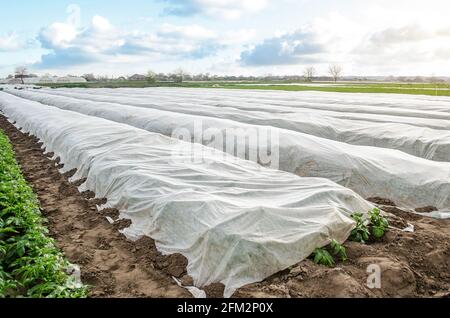Piantagione di patate ricoperta di fibra bianca agricola per la protezione dalle basse temperature notturne. Tessuto agricolo non tessuto non tessuto spunbond. M Foto Stock