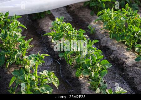 Flussi di acqua fluiscono tra file di cespugli di patate ricoperti di fibra agricola. Coltivazioni in primavera usando serre. Coltivazione irrigati Foto Stock