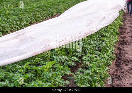 Fila di piantagioni di patate parzialmente coperta con agrofibra spunbond. Tecnologie moderne nell'agricoltura. Protezione delle piante dal gelo notturno. Rimozione del p Foto Stock