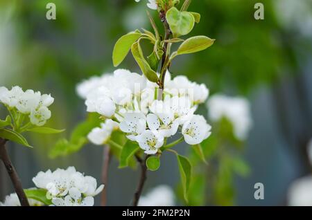 Fiori di pera in fiore. Giardino di primavera fiorente. Primo piano. Fiori. Splendida vista. Agricoltura e agroindustria. Foto Stock