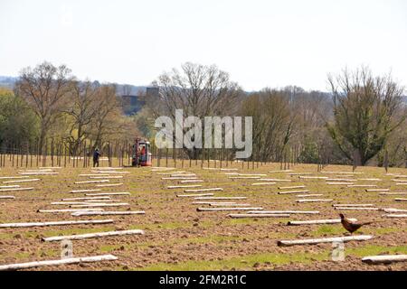 Nuova piantagione di vitigni, Sandhurst, Kent 2021 Foto Stock