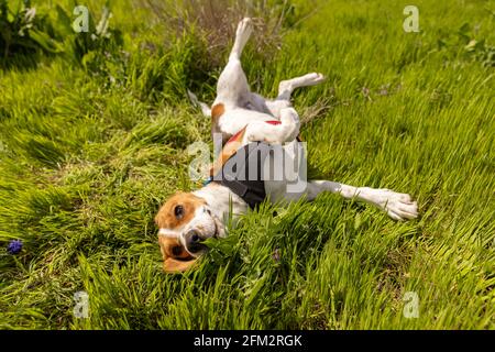 Cane Beagle divertirsi sul prato in estate Foto Stock