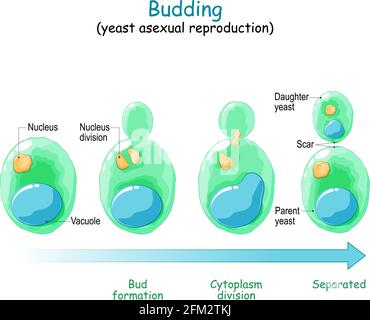 Budding. Riproduzione asessuale di cellula di lievito. Diagramma vettoriale Illustrazione Vettoriale