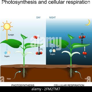 Fotosintesi e respirazione cellulare. Confronto giorno e notte con pianta. Spiegazione del processo biologico. Poster per l'istruzione, la scienza Illustrazione Vettoriale