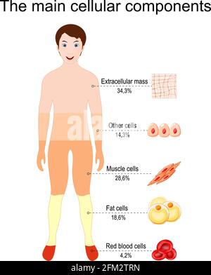 I principali componenti cellulari del corpo umano. Tessuto e cellula che compongono un corpo umano, in percentuale. Percentuale. Illustrazione vettoriale per l'istruzione Illustrazione Vettoriale