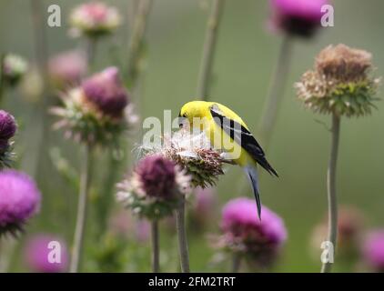 Un Goldfinch americano in un prato selvaggio in un tistle rosa, con la sua testa immersa in una testa di fiore matura che mangia semi. Foto Stock