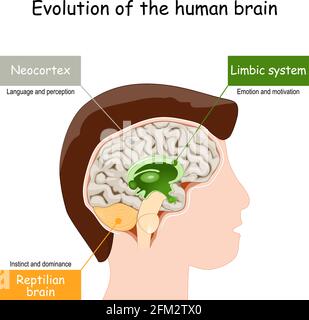 Evoluzione del cervello dal cervello rettiliano al sistema limbico e alla neocortex. Illustrazione vettoriale Illustrazione Vettoriale