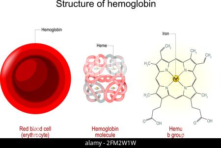 Struttura dell'emoglobina. Eritrociti, molecola di emoglobina e formula strutturale di un gruppo b di emoglobina. Illustrazione vettoriale Illustrazione Vettoriale