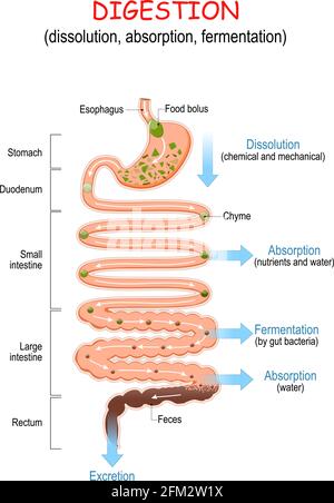 digestione (dissoluzione, assorbimento, fermentazione). Dal bolo alimentare o Chyme alle feci. Apparato digerente umano: Esofago, stomaco, duodeno Illustrazione Vettoriale